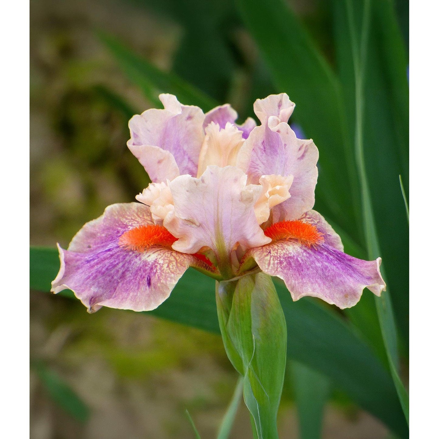 McCrae Dwarf Bearded Iris - 1 Rhizome