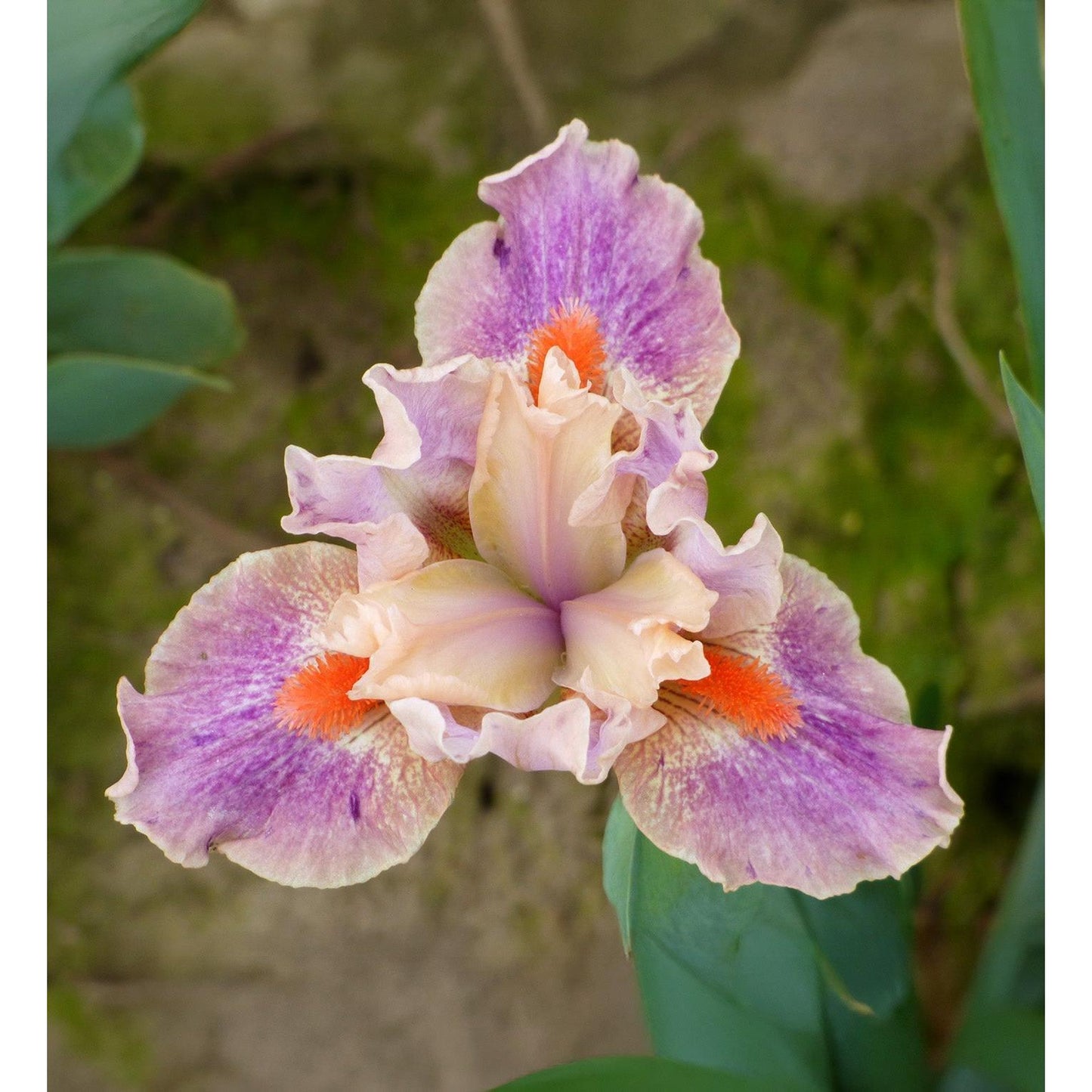 McCrae Dwarf Bearded Iris - 1 Rhizome
