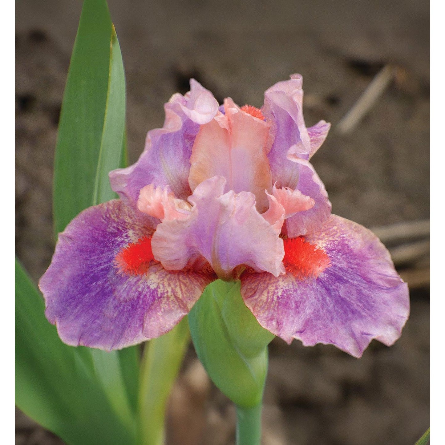 McCrae Dwarf Bearded Iris - 1 Rhizome