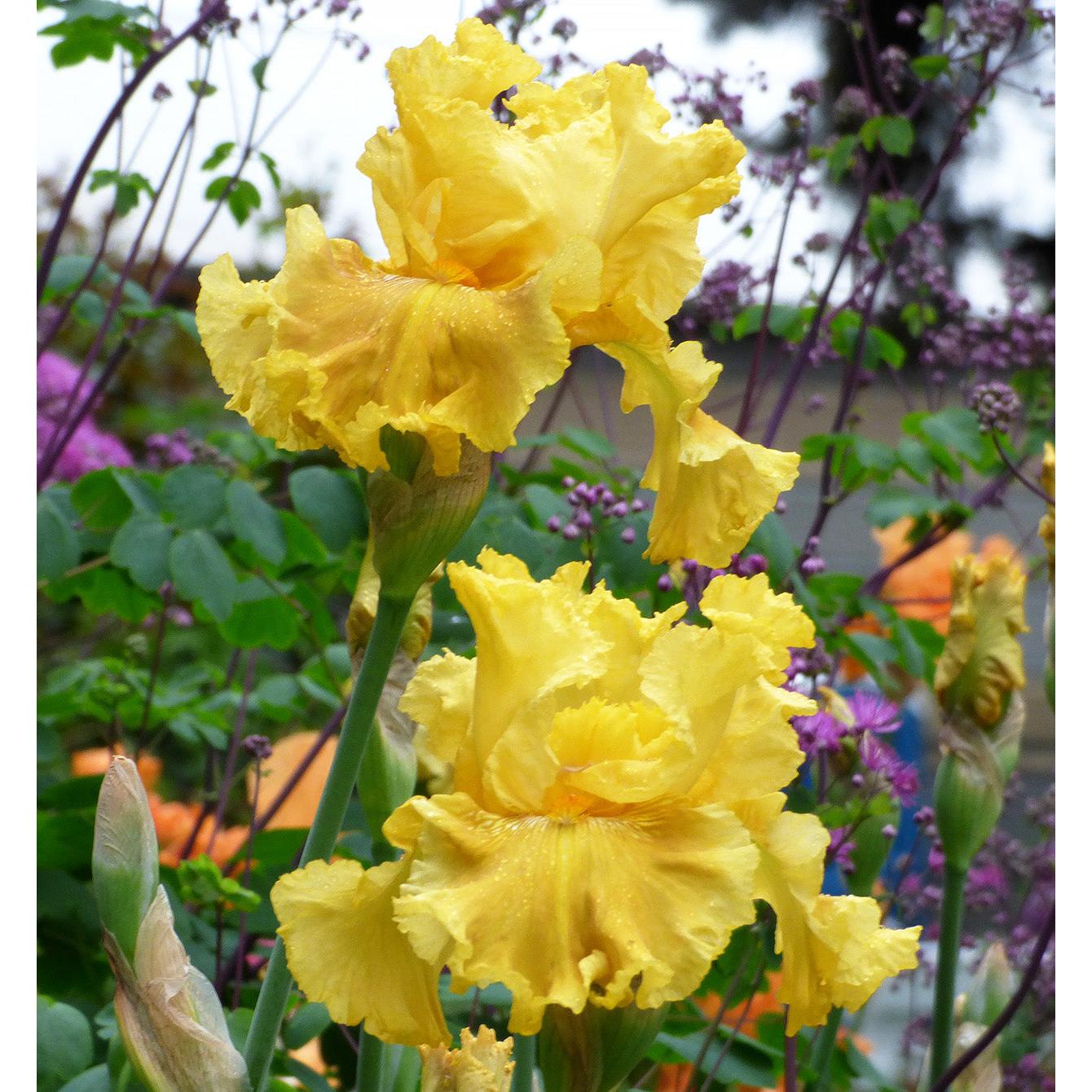 Oregon Firestorm Reblooming Bearded Iris - 1 Rhizome