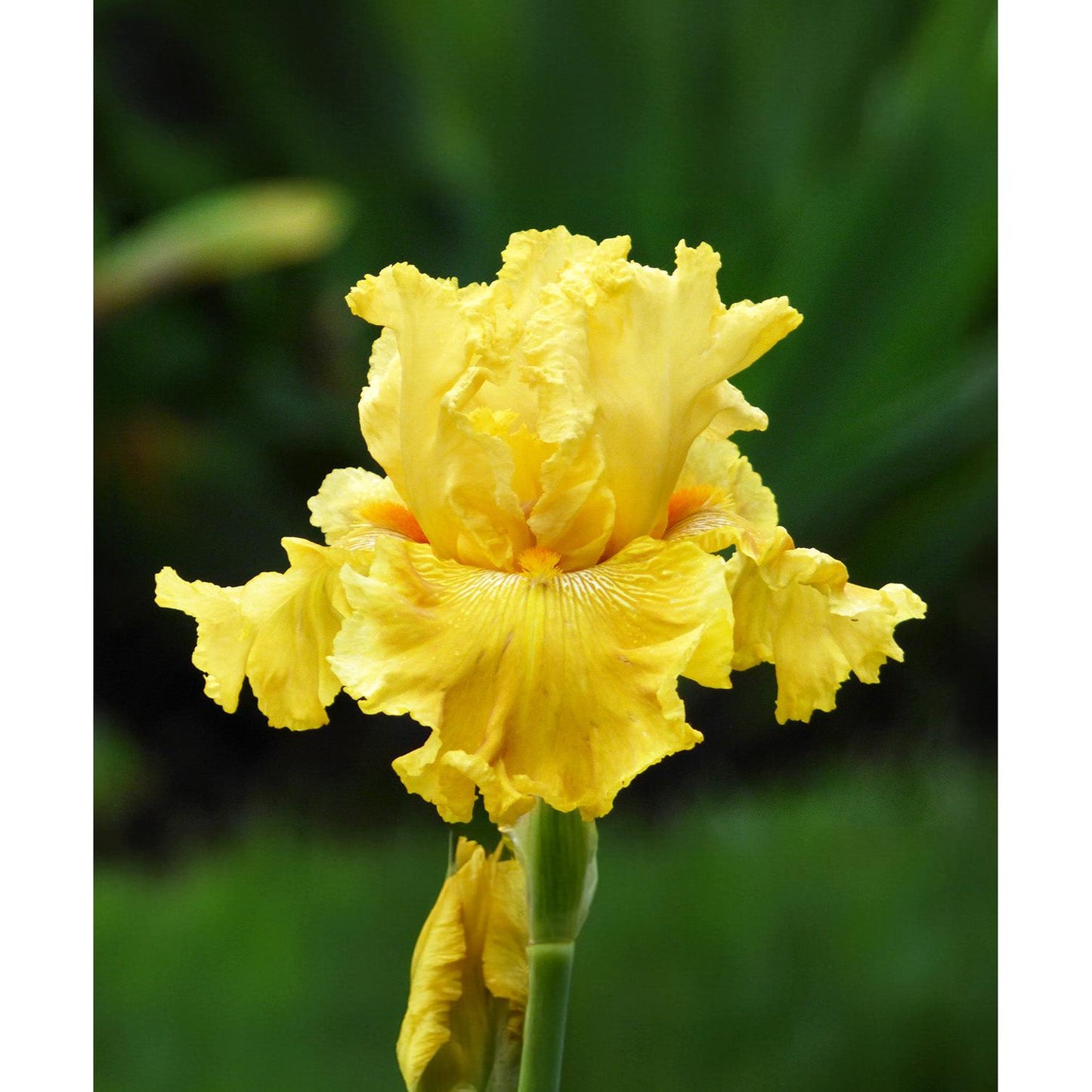 Oregon Firestorm Reblooming Bearded Iris - 1 Rhizome