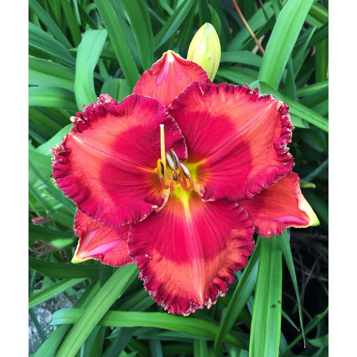 Passion Fire Daylily - 1 Single Fan Division