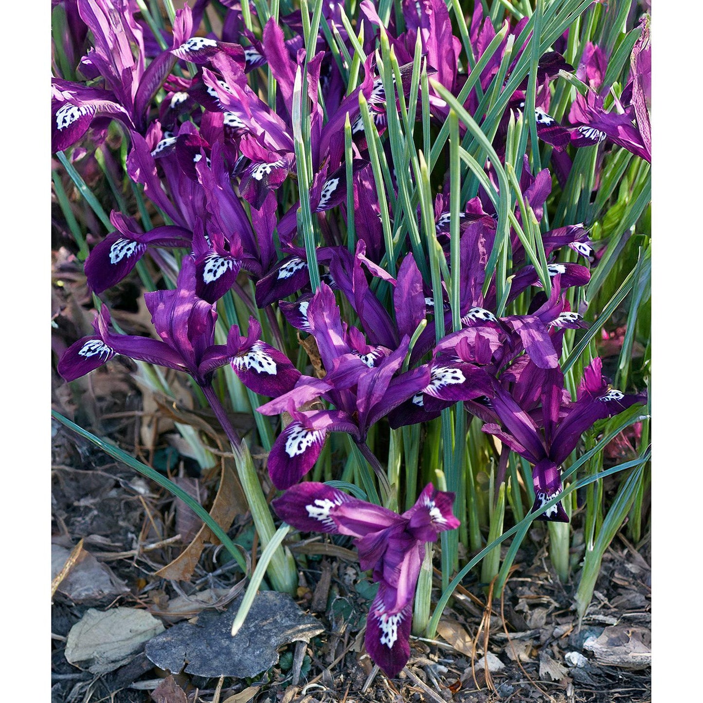 Pauline Dwarf Iris reticulata - 10 bulbs