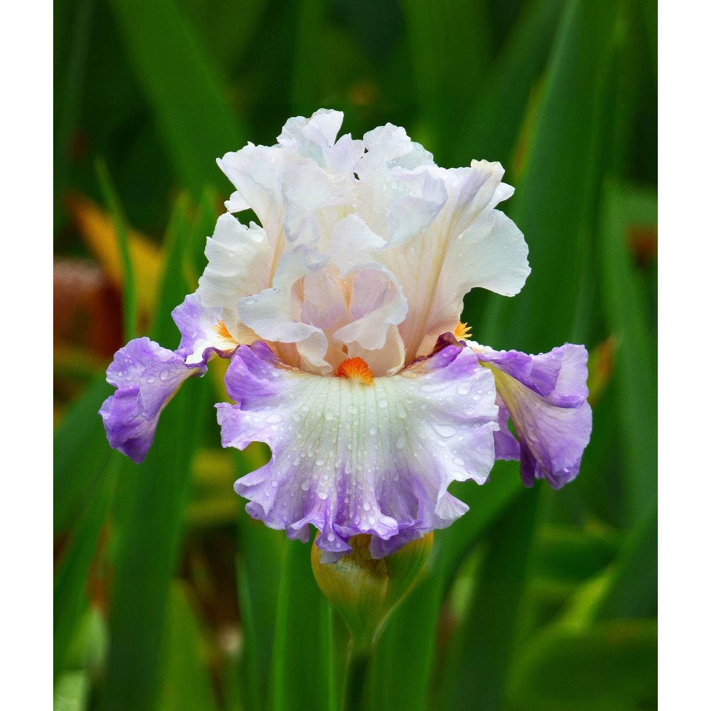 Polite Applause Tall Bearded Iris - 1 Rhizome