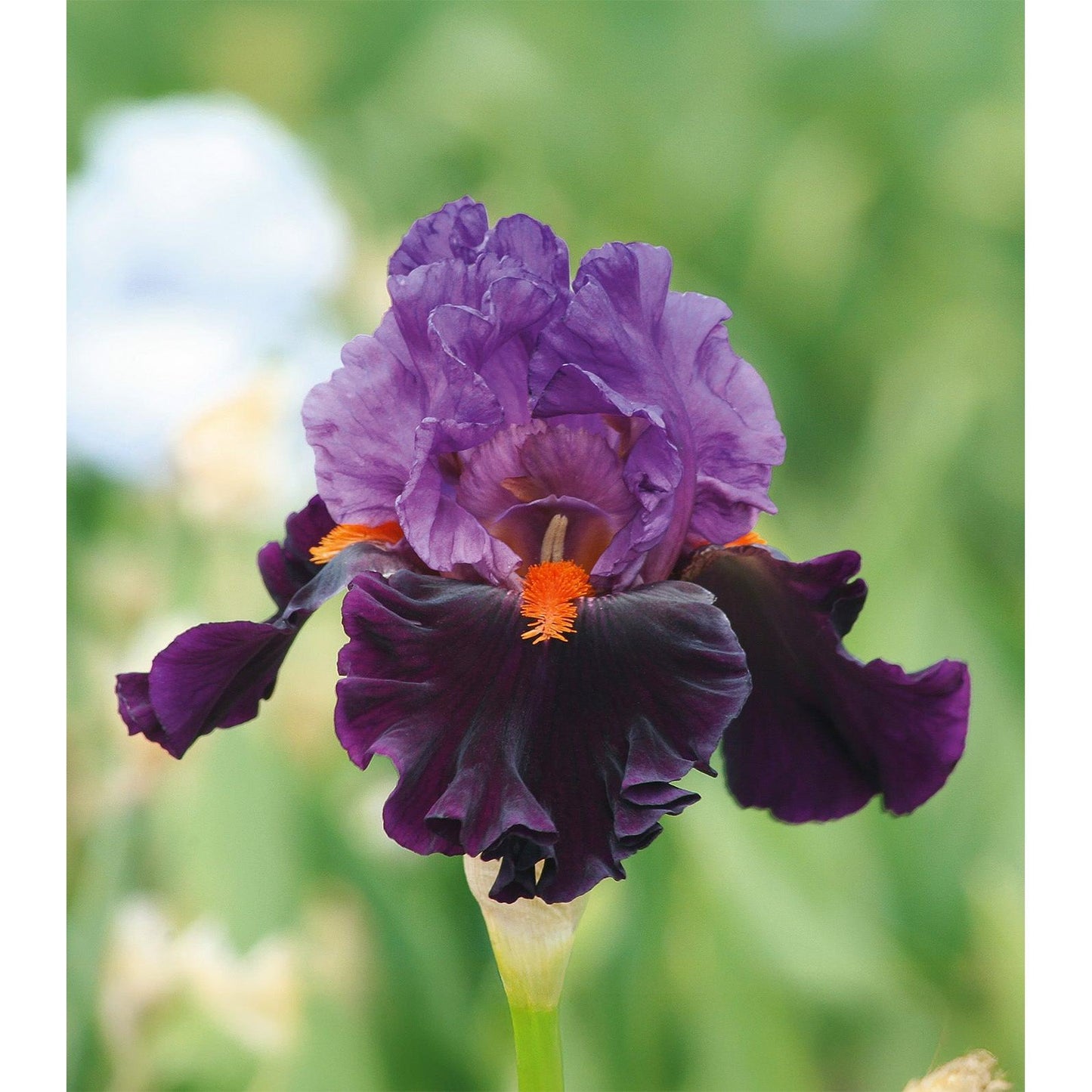 Sharp Dressed Man Tall Bearded Iris - 1 Rhizome