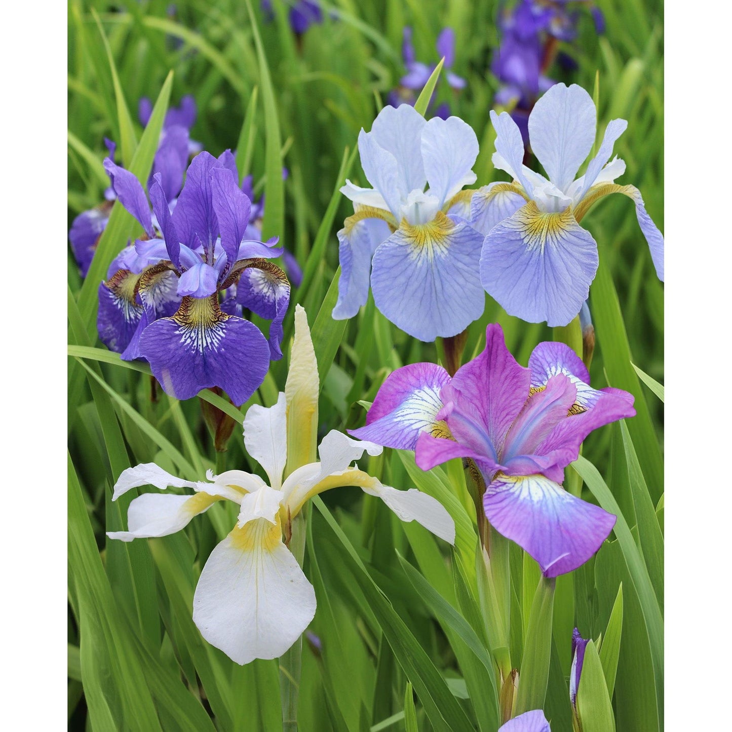 Mixed Siberian Iris sibirica - 9 root divisions