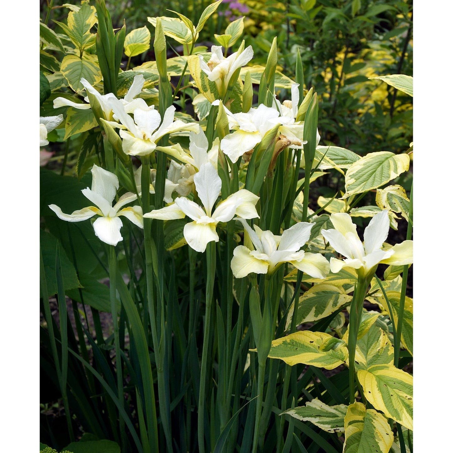 White Swirl Siberian Iris - 3 root divisions