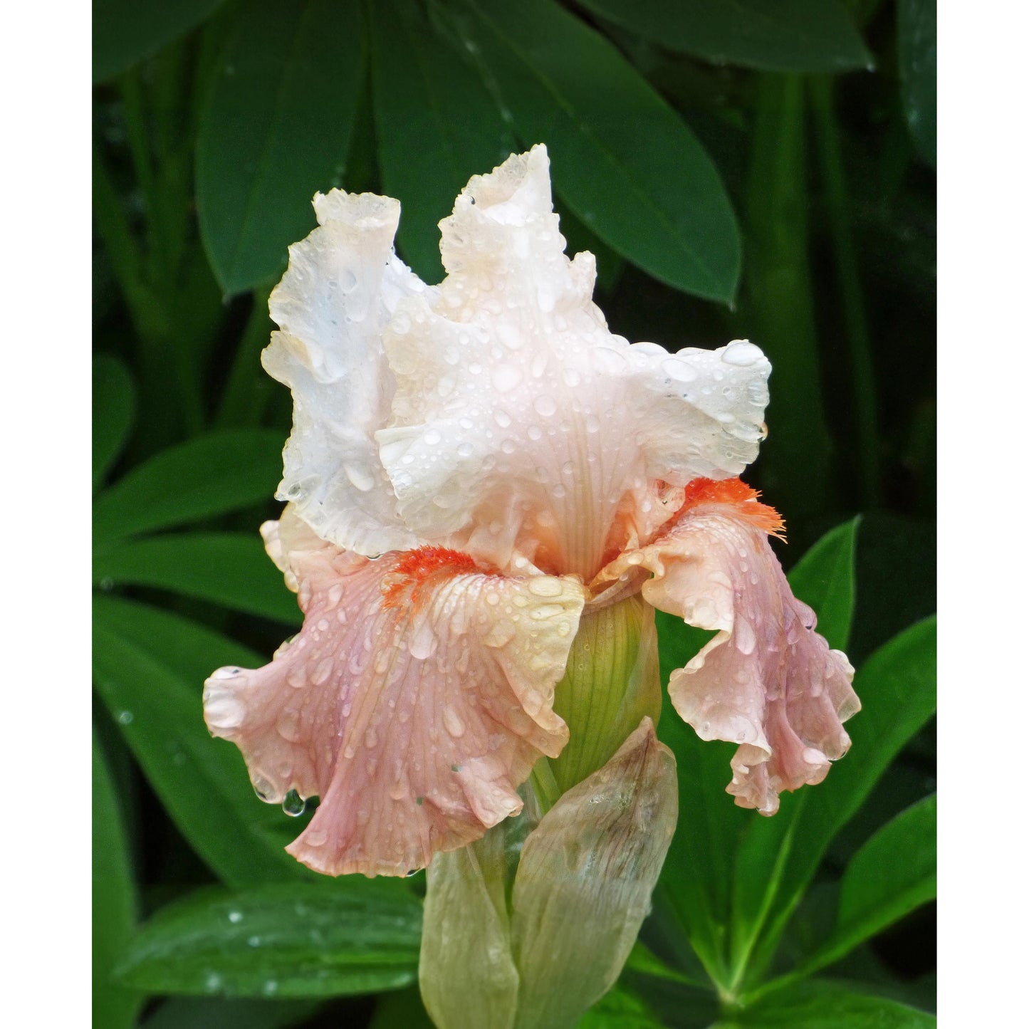 Struck Twice Reblooming Bearded Iris - 1 Rhizome