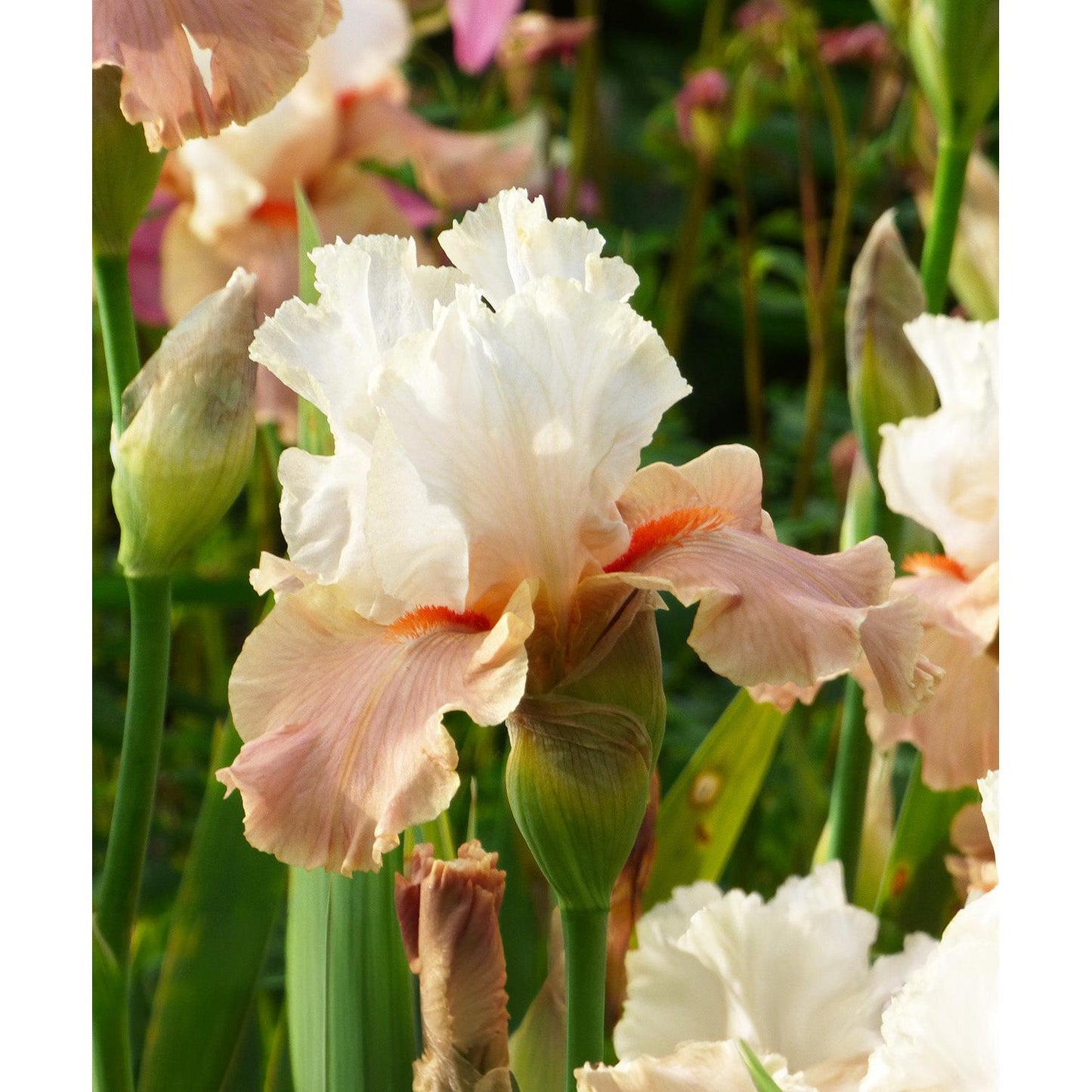 Struck Twice Reblooming Bearded Iris - 1 Rhizome