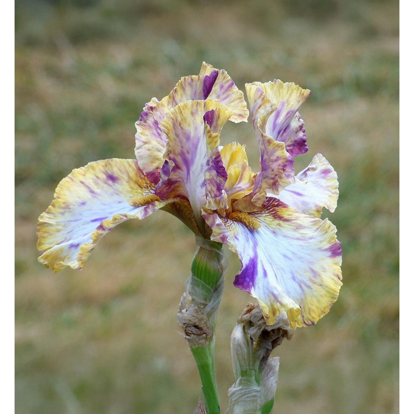 Toucan Tango Tall Bearded Iris - 1 Rhizome