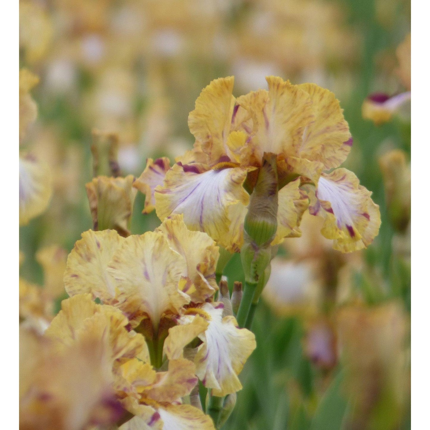 Toucan Tango Tall Bearded Iris - 1 Rhizome