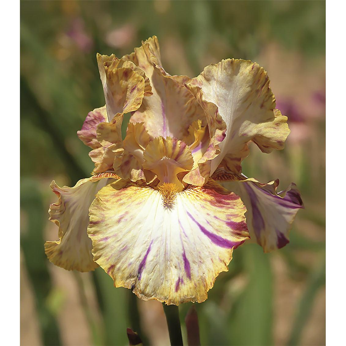 Toucan Tango Tall Bearded Iris - 1 Rhizome