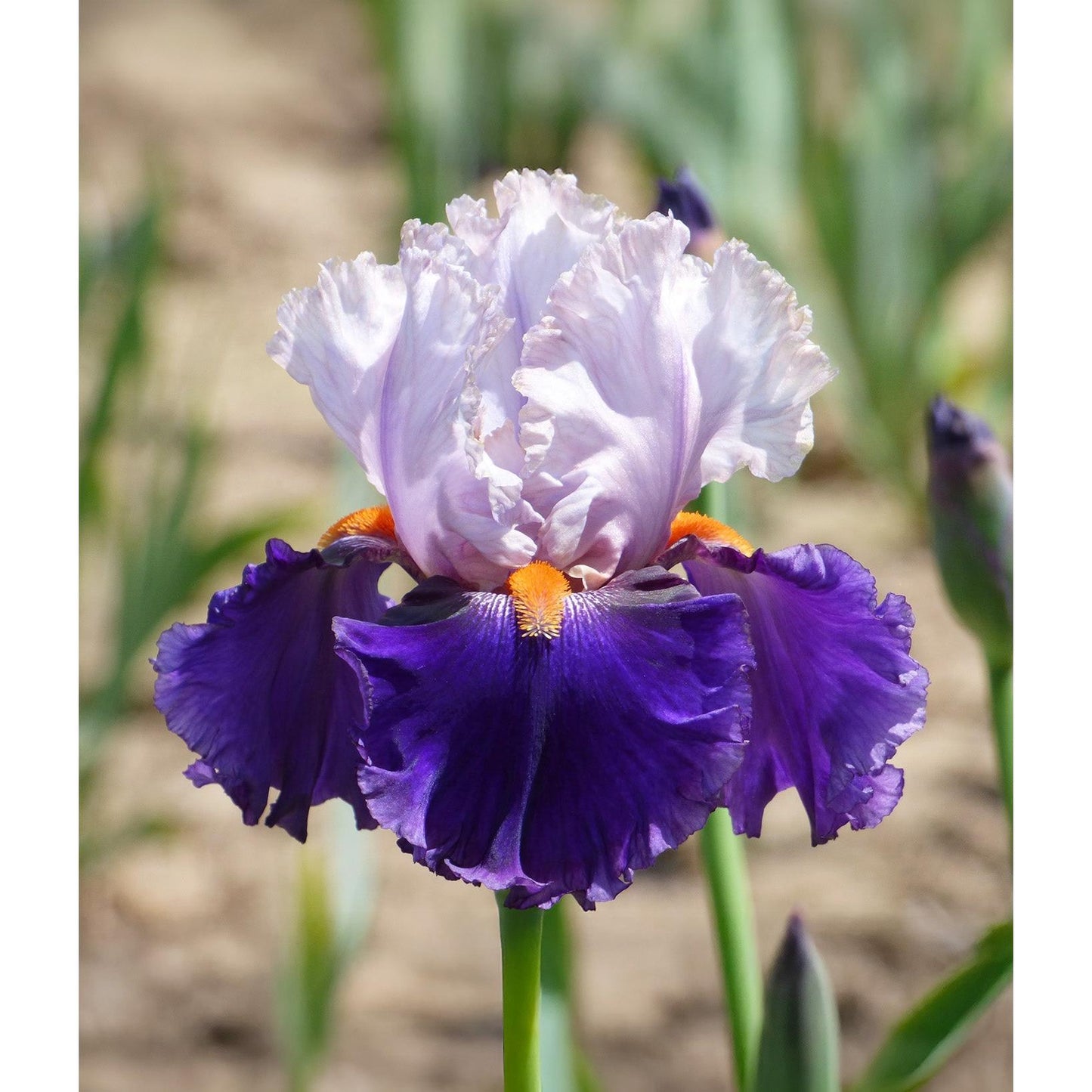 You Grow Girl Tall Bearded Iris - 1 Rhizome