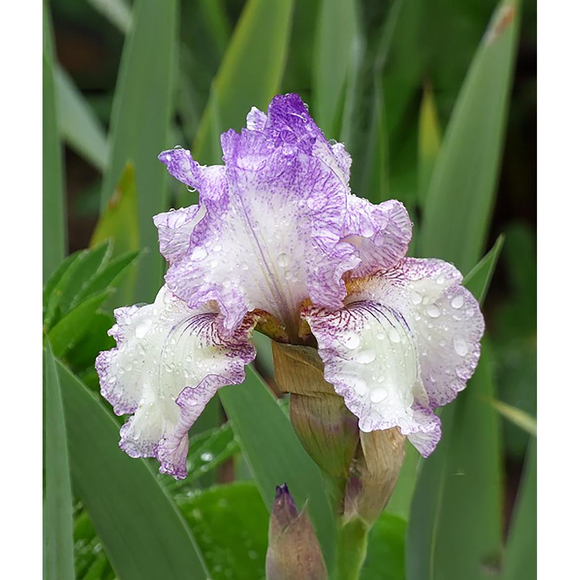 Autumn Tryst Reblooming Bearded Iris - 1 Rhizome