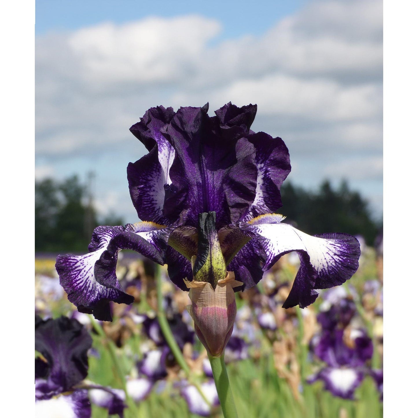 Cascade Locks Tall Bearded Iris - 1 Rhizome