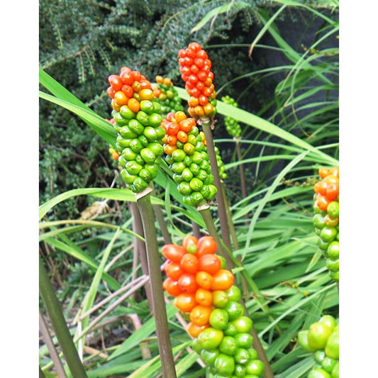 Italian Lords and Ladies - 25 bulbs
