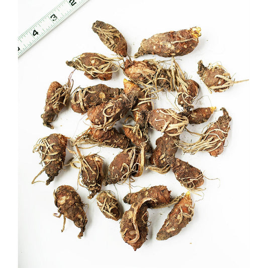 Italian Lords and Ladies - 25 bulbs