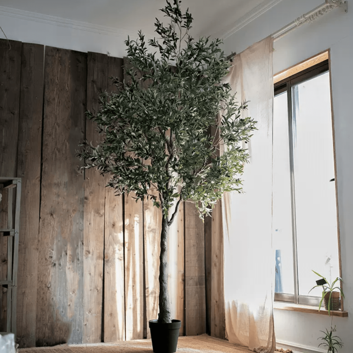 Extra Large Tall Olive Tree 118" Tall