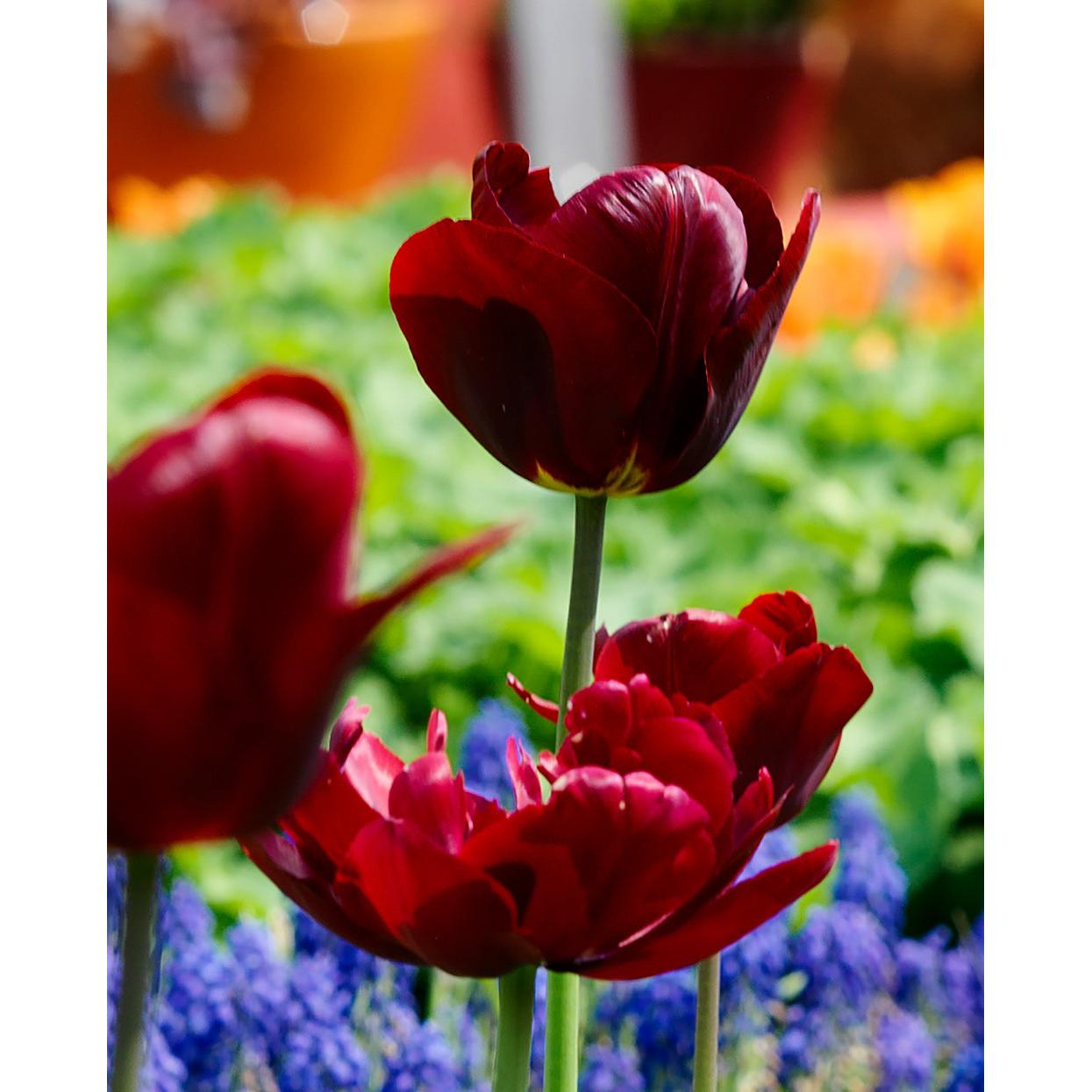Jan Reus Triumph Tulip - 10 bulbs