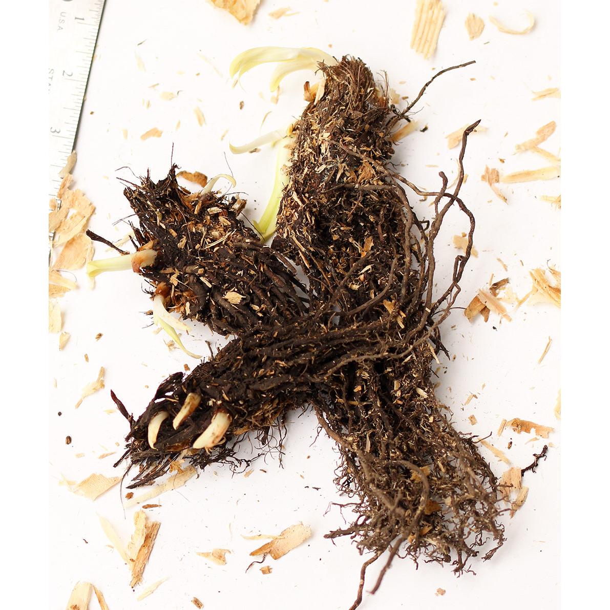 Mixed Japanese Iris ensata - 9 root divisions