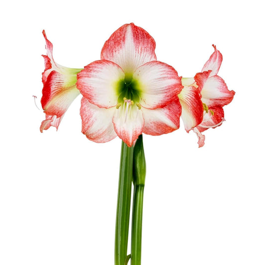 Jester® Sonata Amaryllis - 18-22 cm bulb