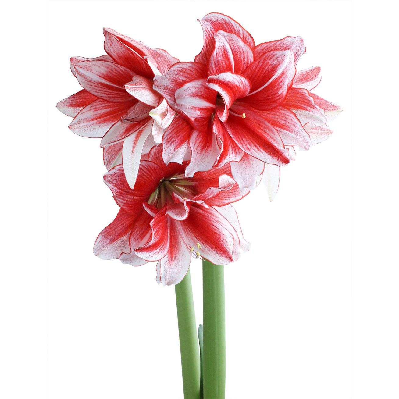 Joker® Sonata Amaryllis - 18-22 cm bulb