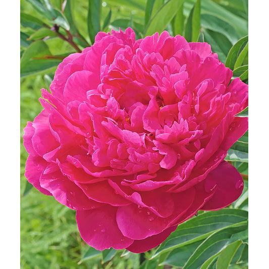 Kansas Peony - 1 root division