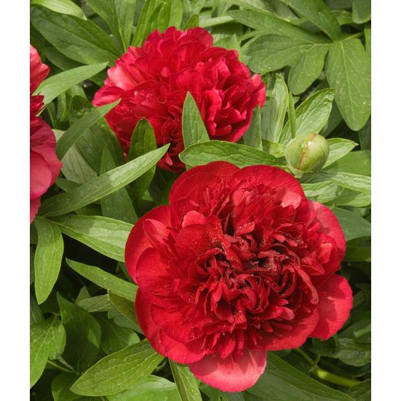 Karl Rosenfeld Peony - 1 root division