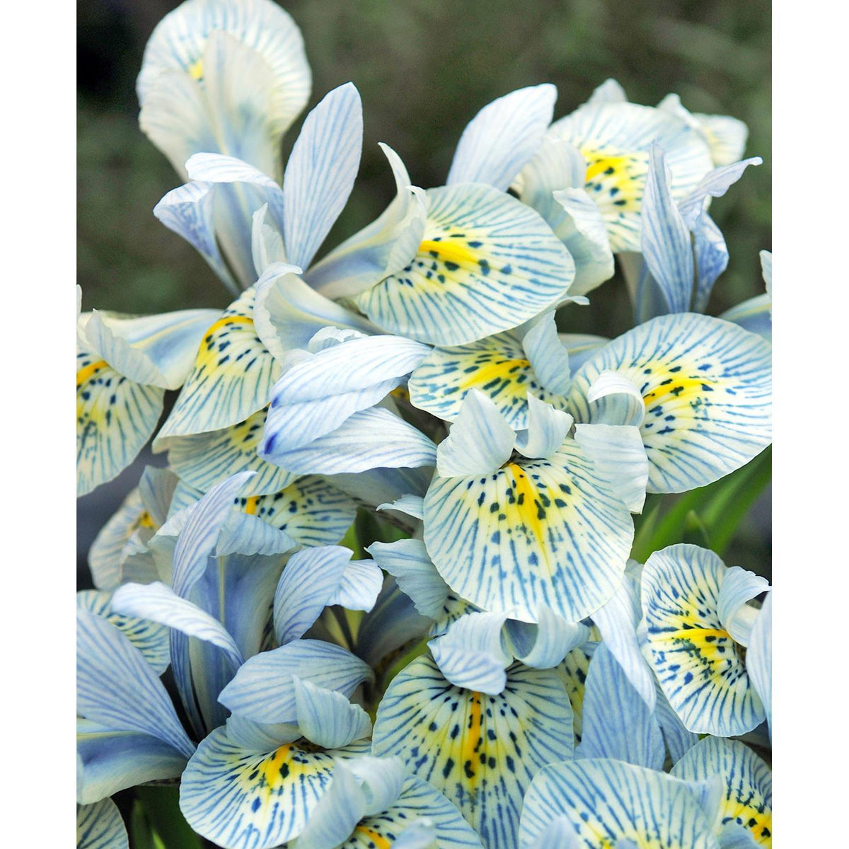 Katharine Hodgkin Iris histriodes - 10 bulbs