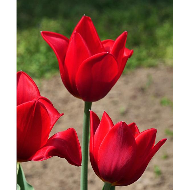 Kingsblood Single Late Tulip - 10 bulbs