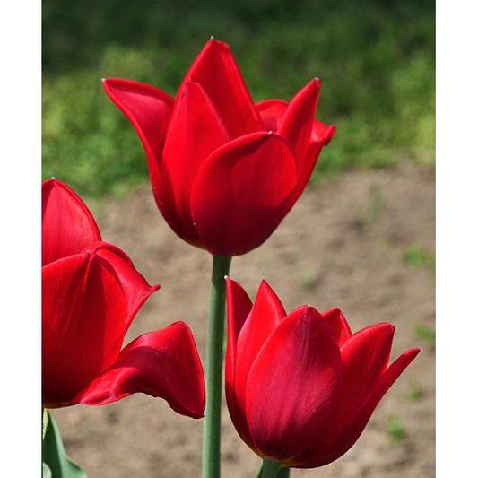 Kingsblood Single Late Tulip - 10 bulbs