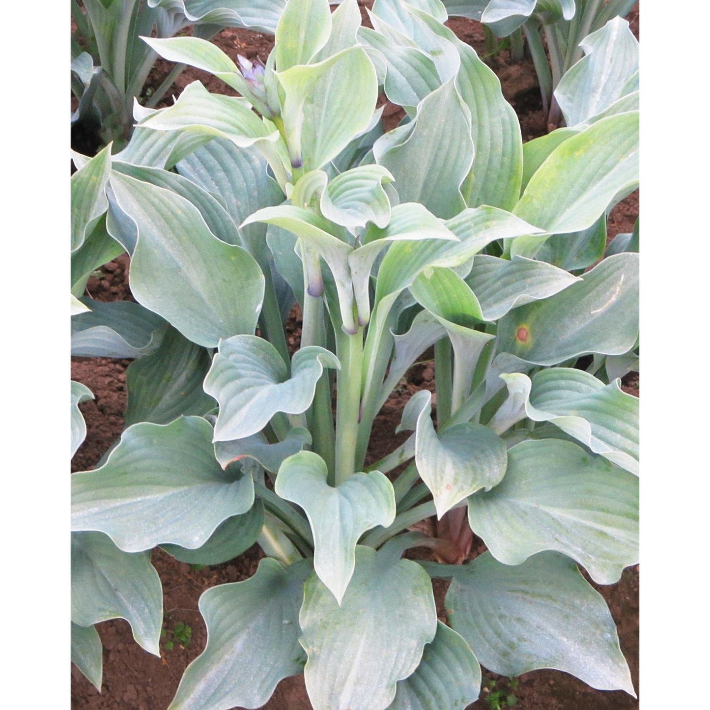Krossa Regal Hosta - 3 root divisions