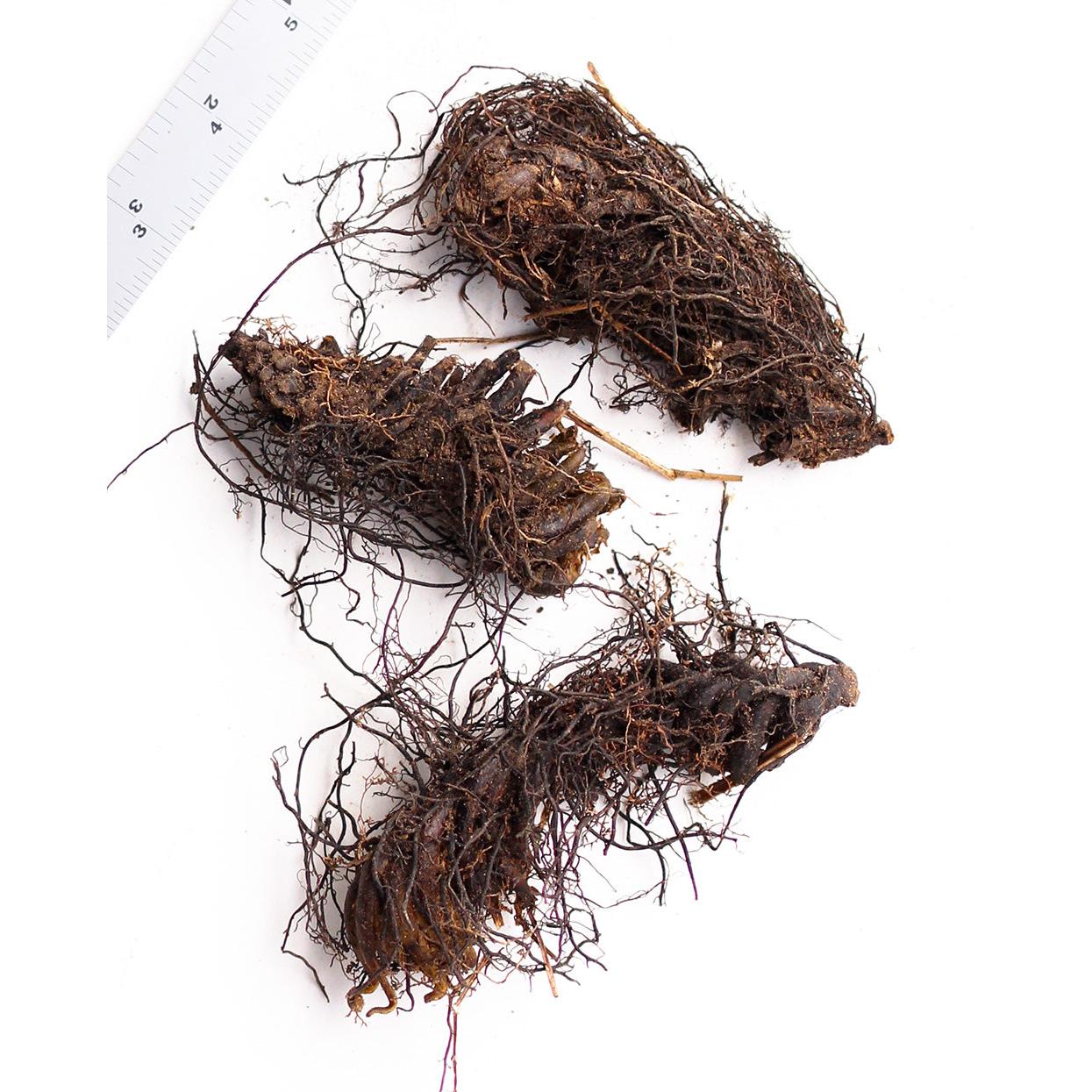 Lady Fern - 3 root divisions