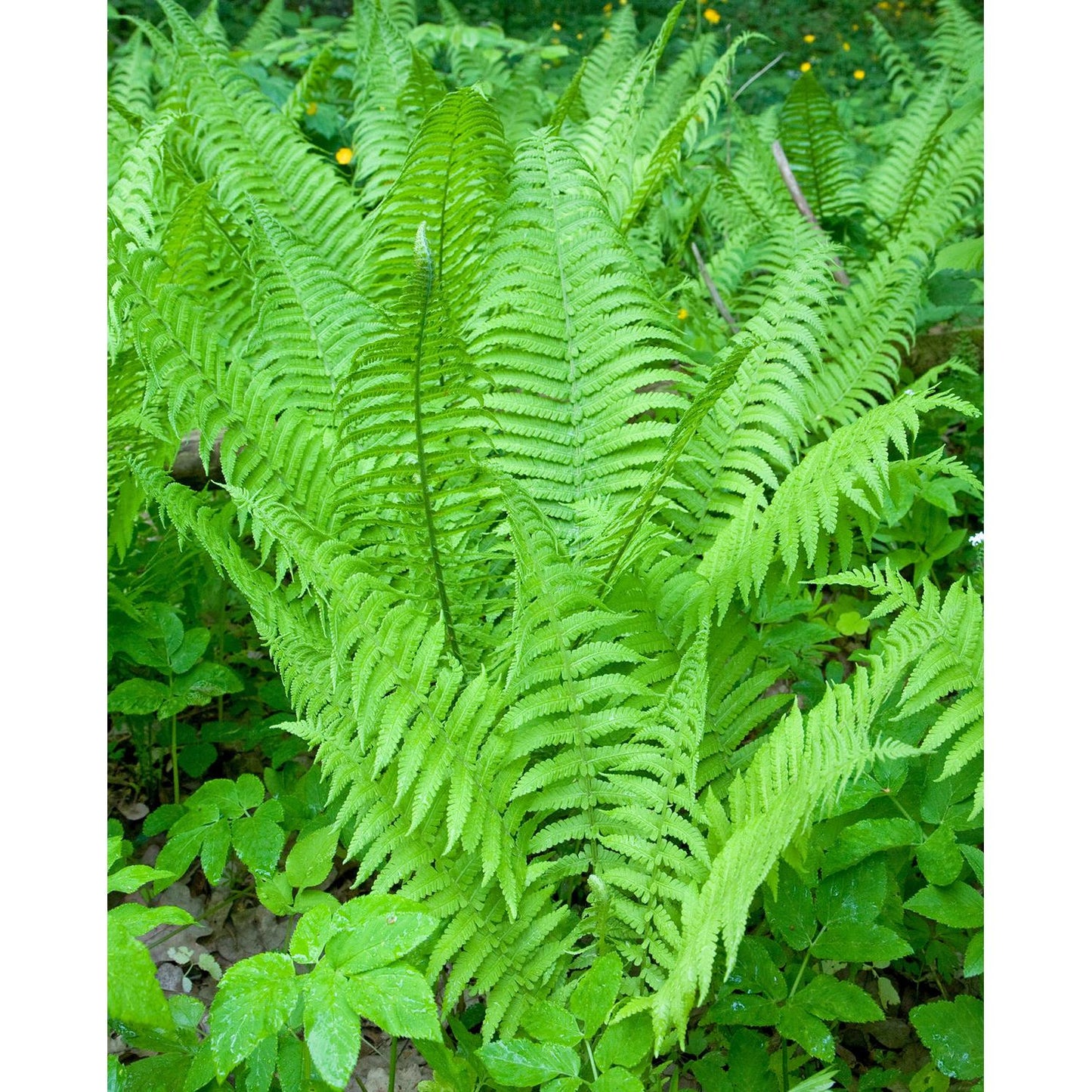 Lady Fern - 3 root divisions