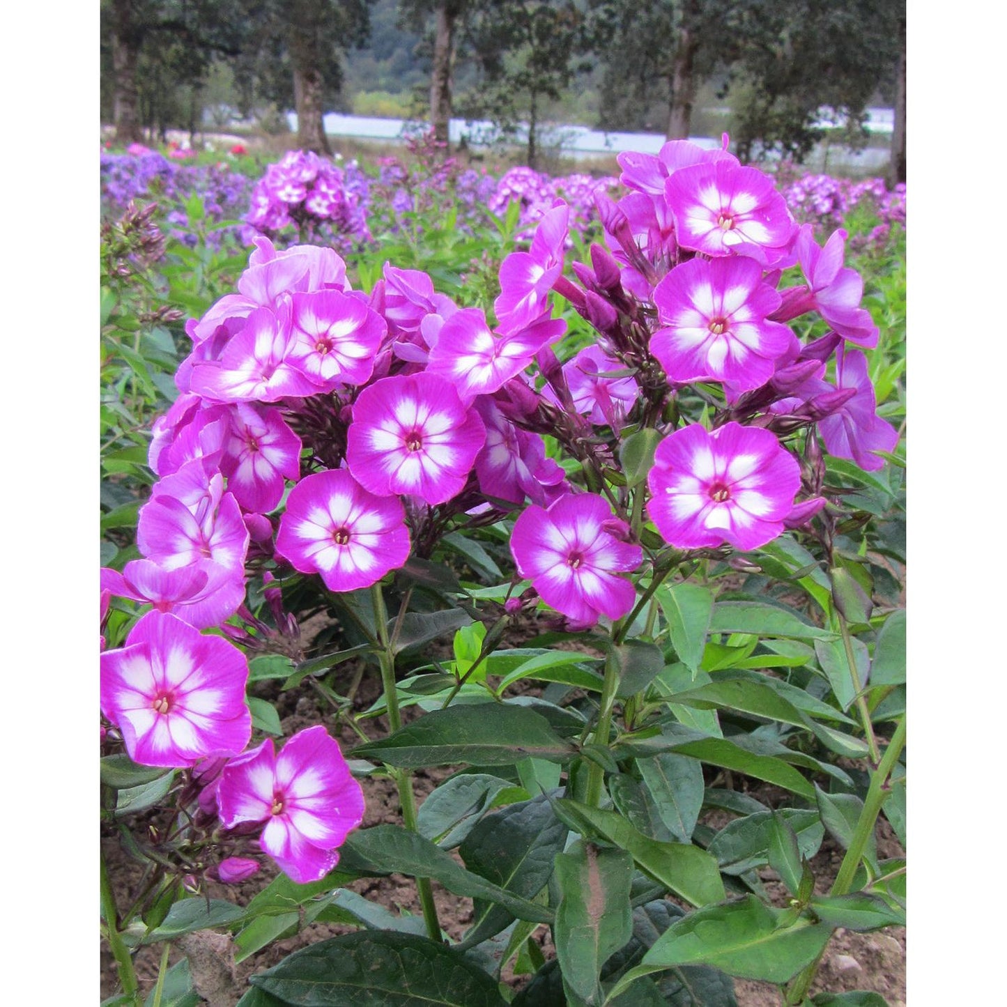 Laura Tall Summer Phlox - 3 root divisions