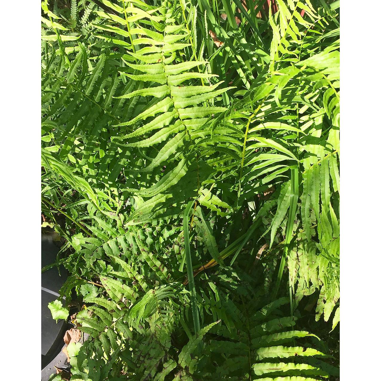 Leatherwood Fern - 3 root divisions