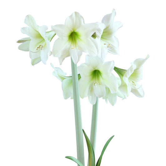 Lemon Sorbet® Sonatini Amaryllis - 16-20 cm bulb