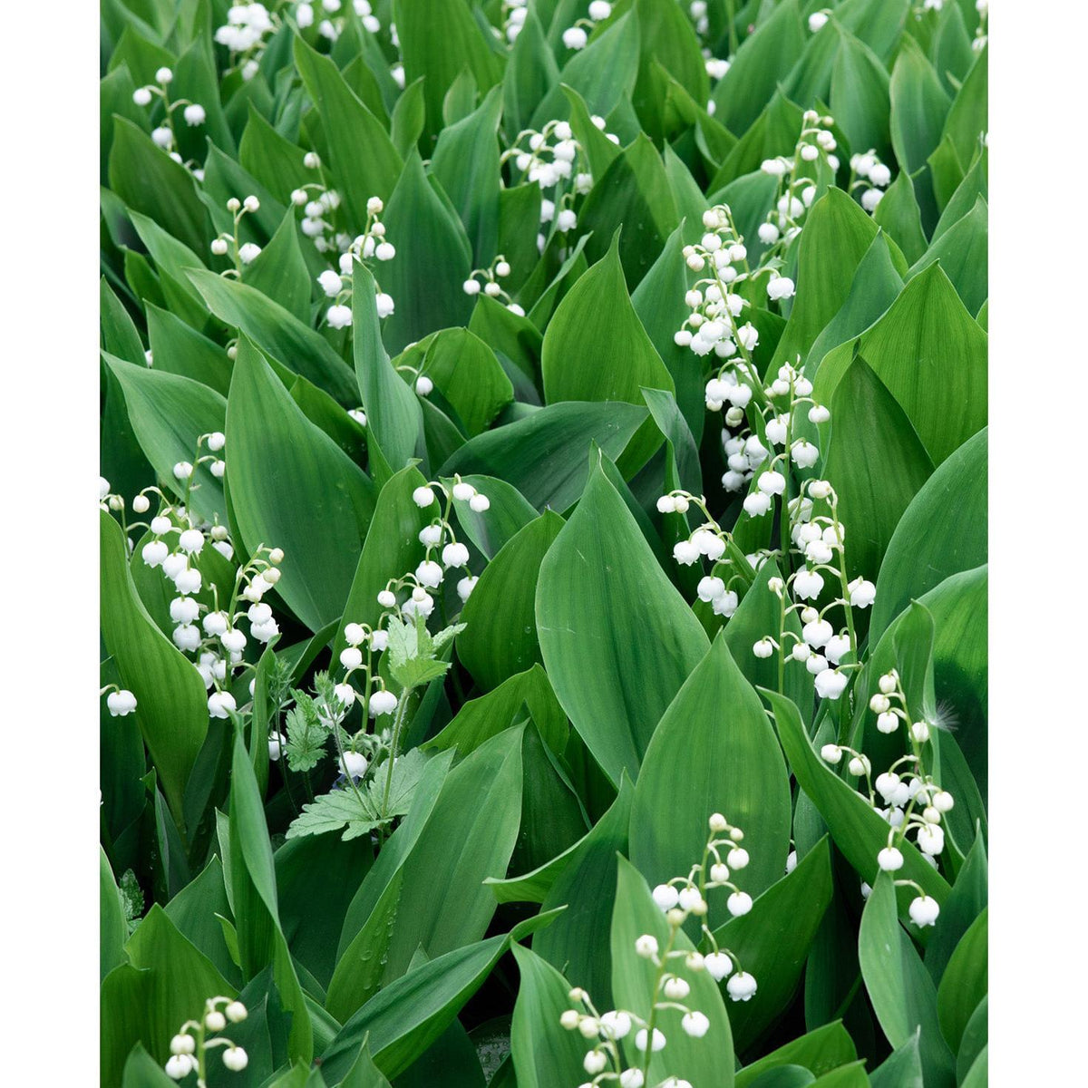 Lily of the Valley - 5 Root Divisions