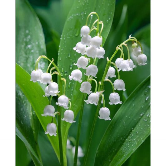 a close up of flowers