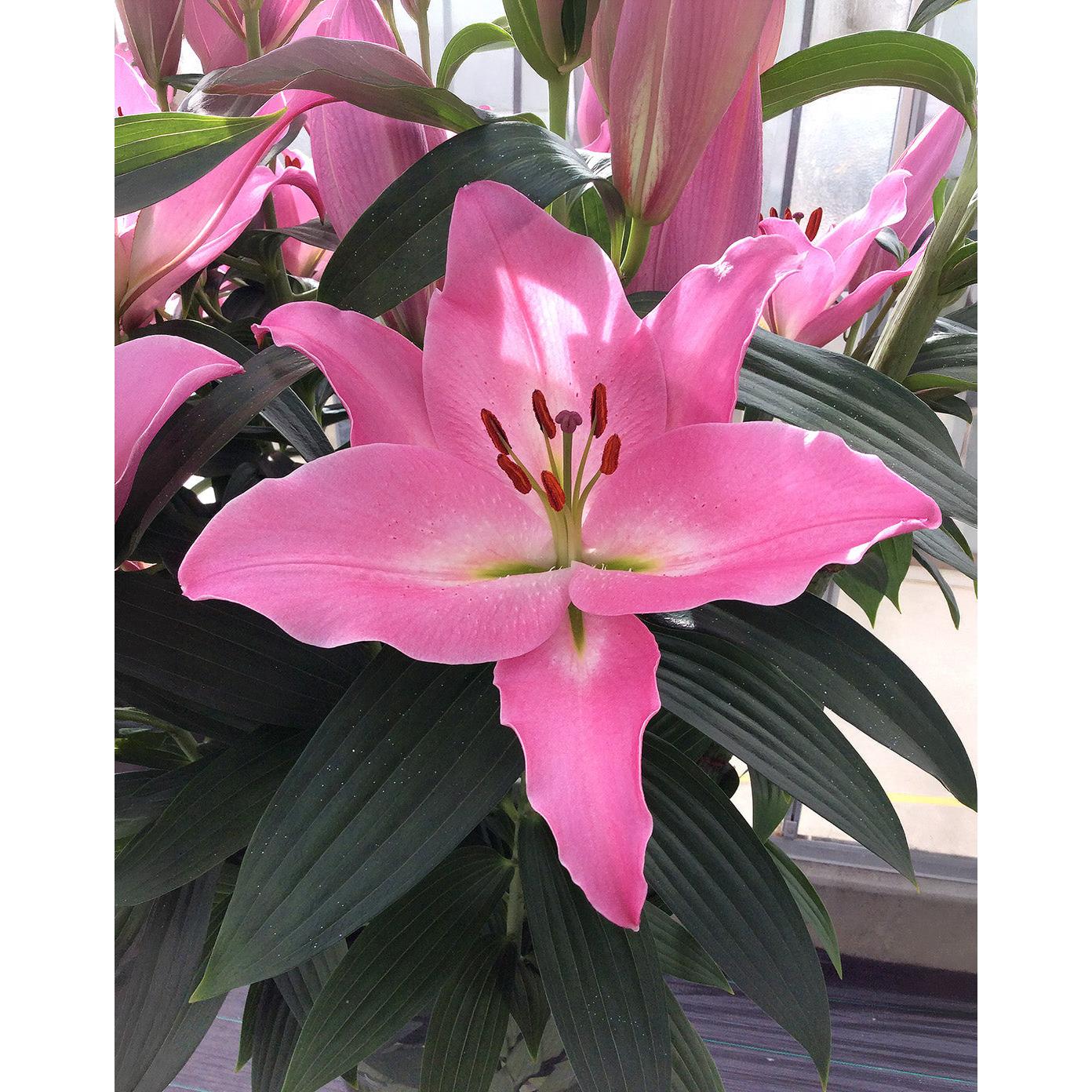 Barista Oriental Lily - 5 bulbs