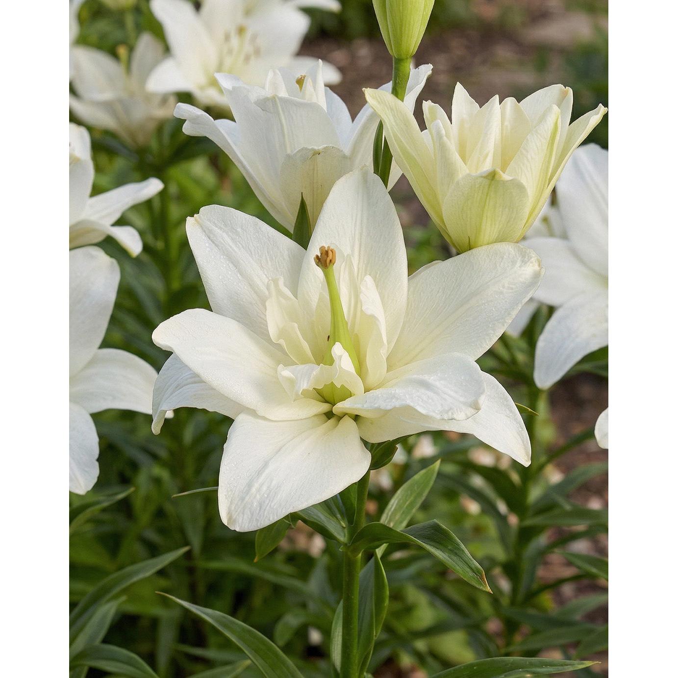 Belvedere Double Asiatic Lily - 5 bulbs