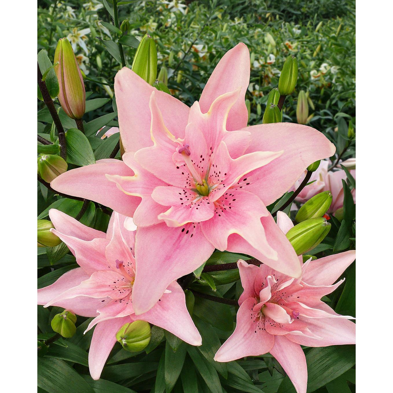 Elodie Double Asiatic Lily - 5 bulbs