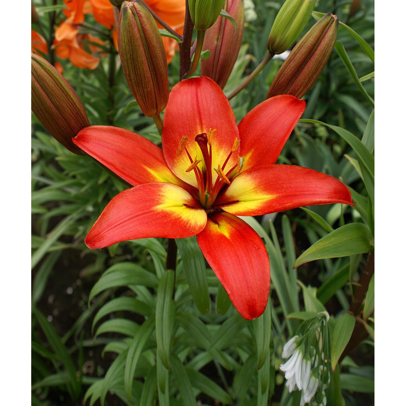 Forever Linda Asiatic Lily - 5 bulbs