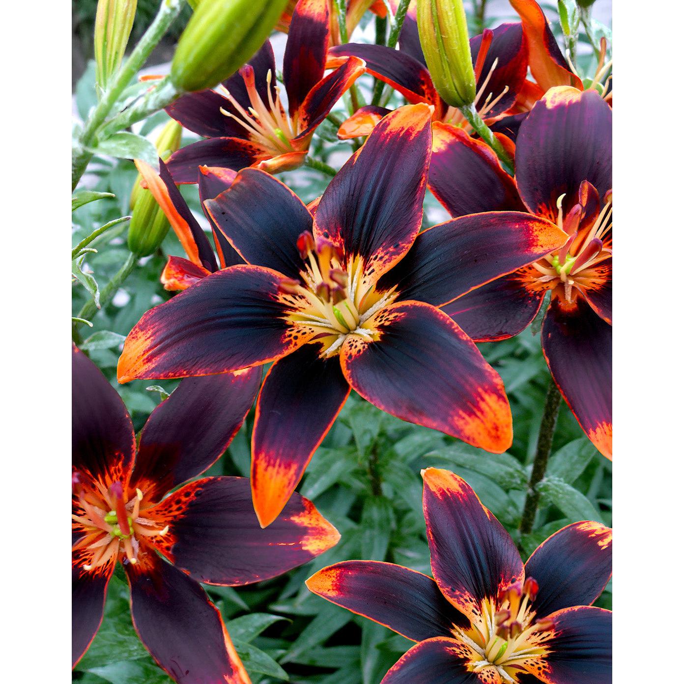 Forever Susan Asiatic Lily - 5 bulbs