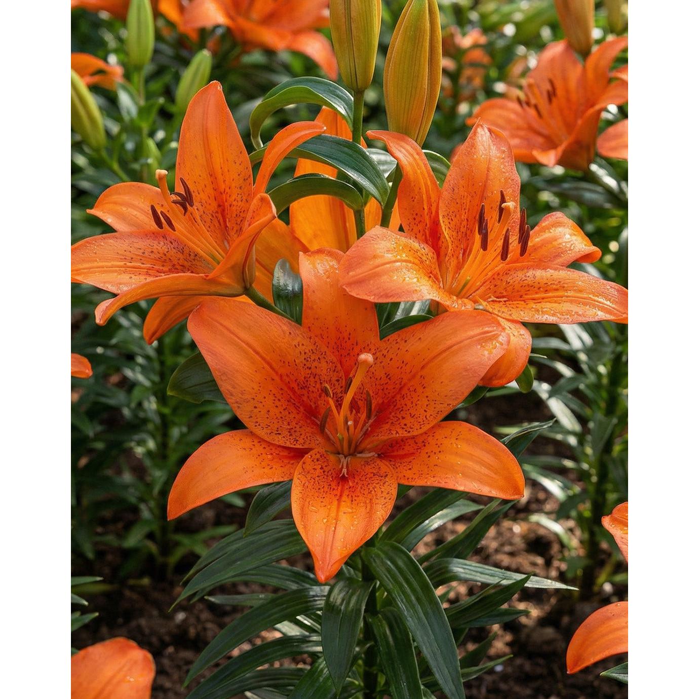 Foxley TA Hybrid Lily - 5 bulbs