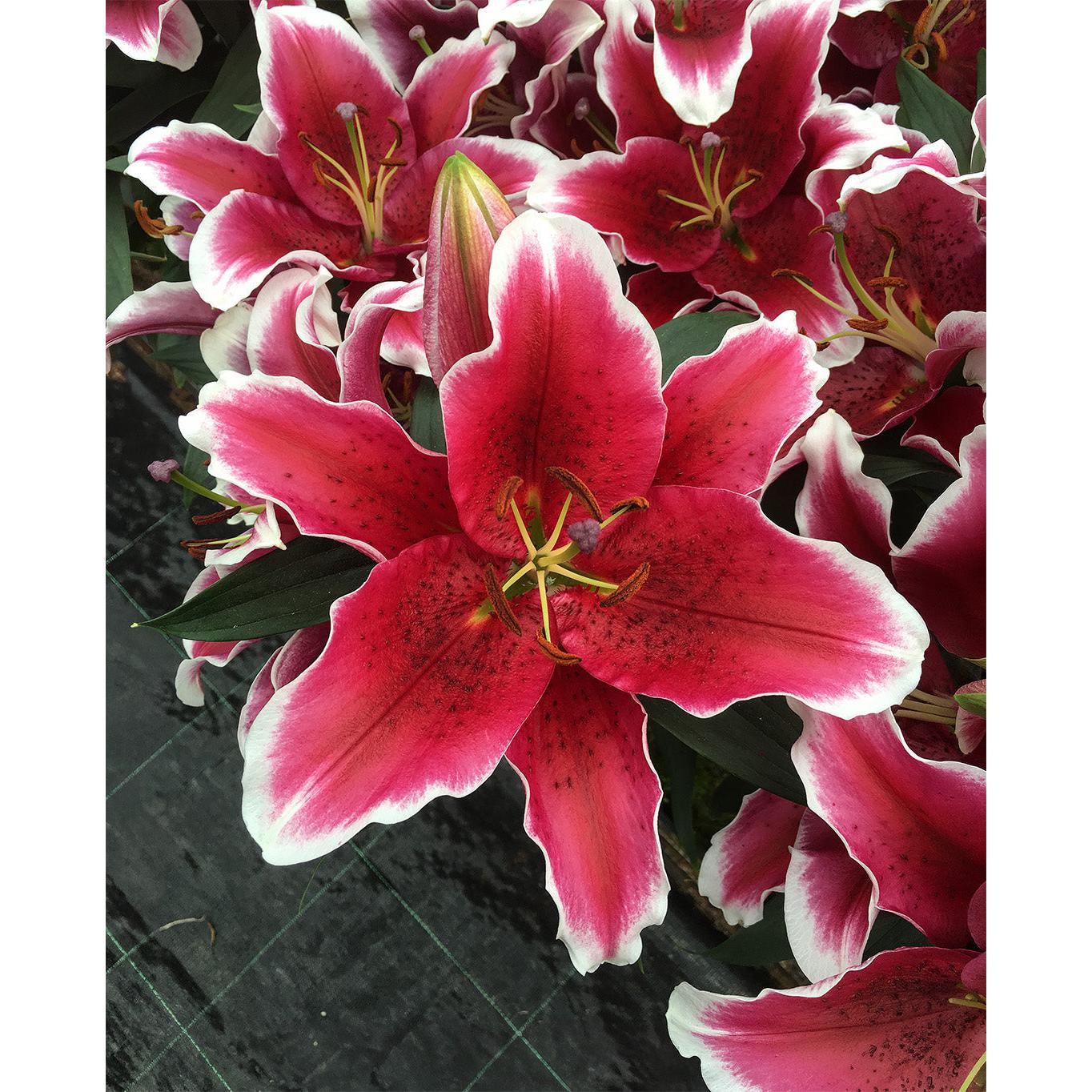 King Solomon Oriental Lily - 5 bulbs