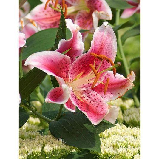Stargazer Oriental Lily - 5 bulbs