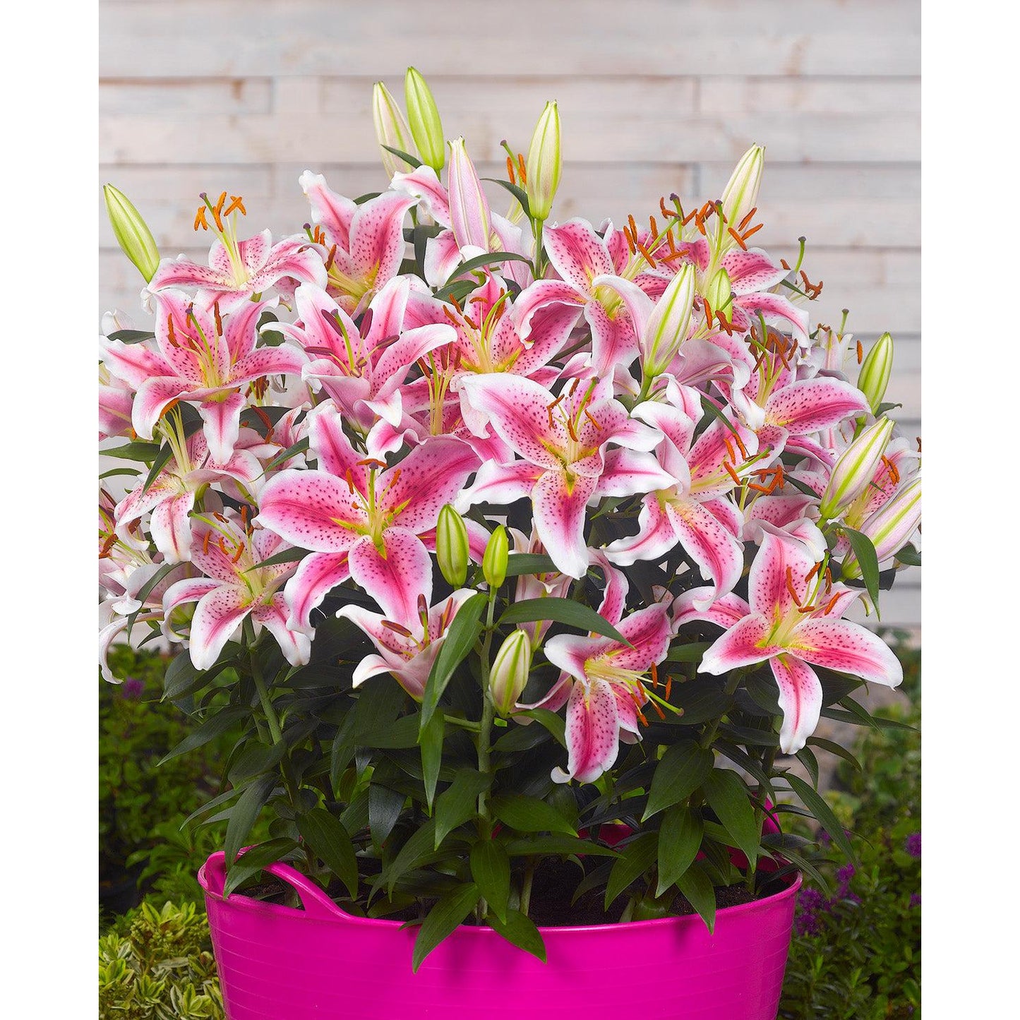 Stargazer Oriental Lily - 5 bulbs