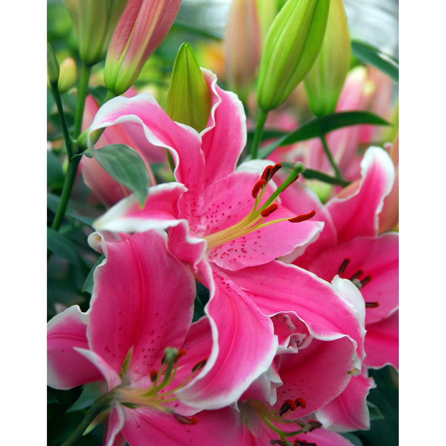 Stargazer Oriental Lily - 5 bulbs
