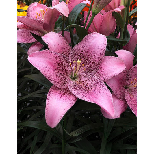 Sweet Sugar LA Hybrid Lily - 5 bulbs